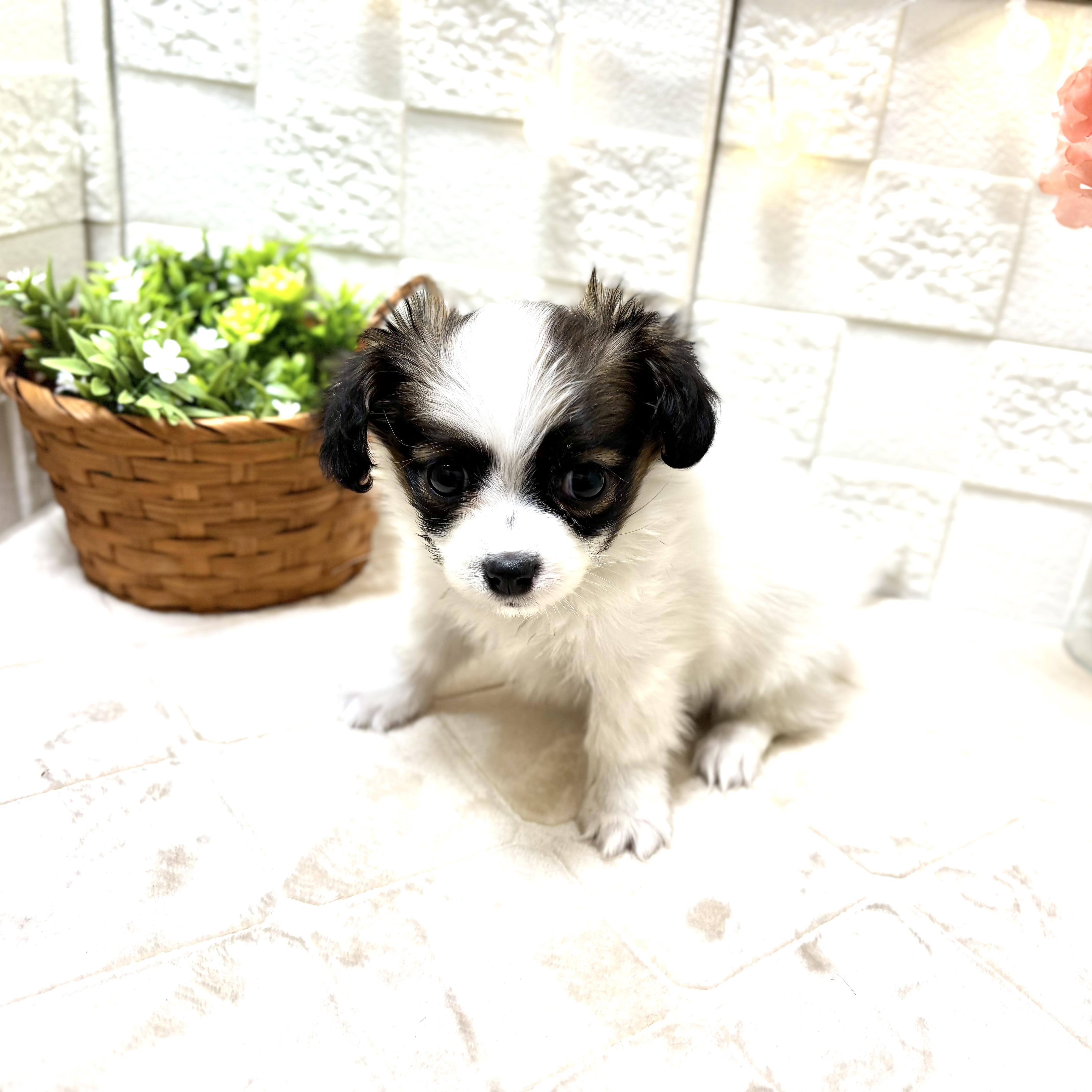 東京都のパピヨン (犬の家＆猫の里ペットフォレスト小平店/2026年1月12日生まれ/女の子/ホワイトブラウン)の子犬の2枚目の画像