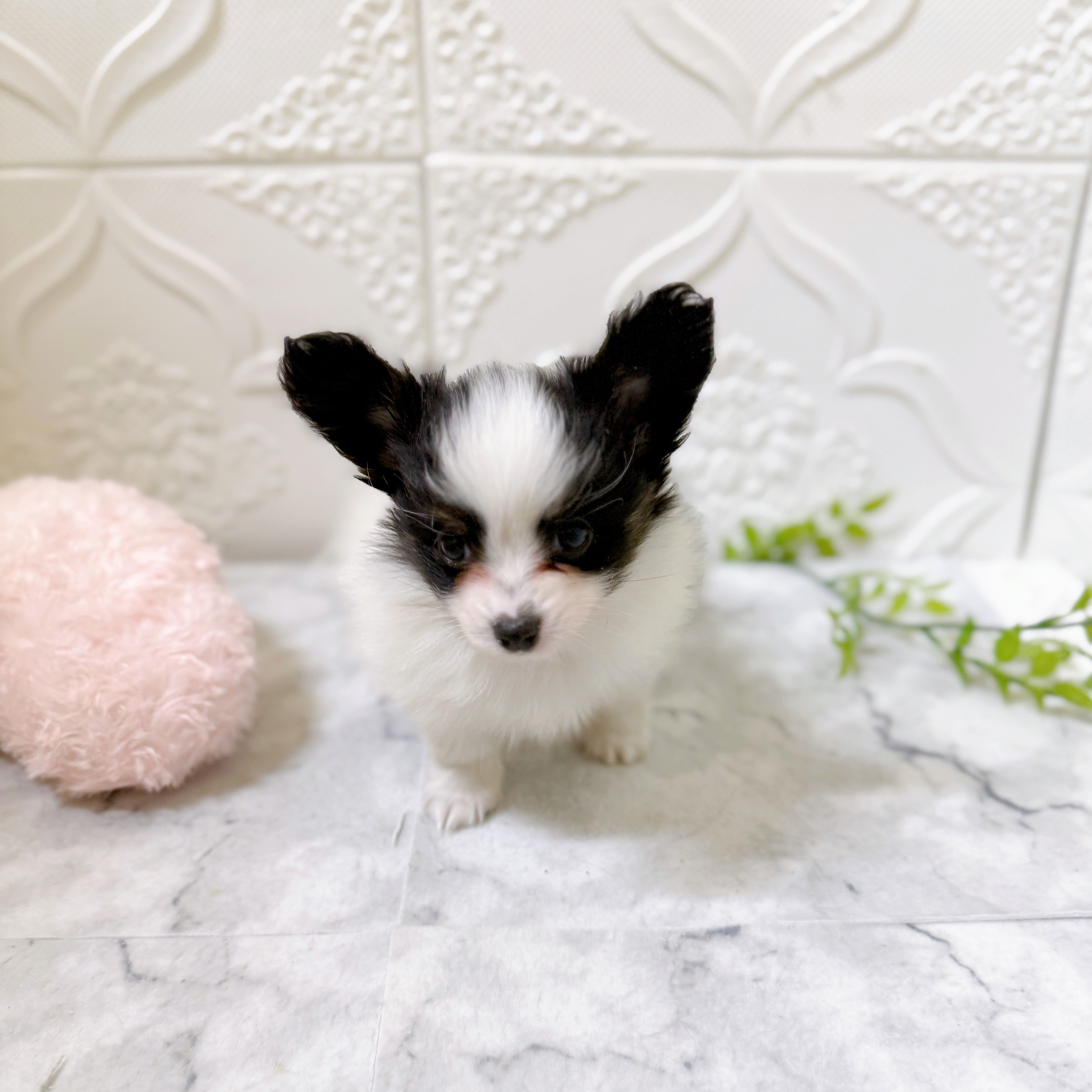 愛知県のパピヨン (犬の家＆猫の里岡崎店/2026年1月11日生まれ/男の子/トライカラー)の子犬の2枚目の画像