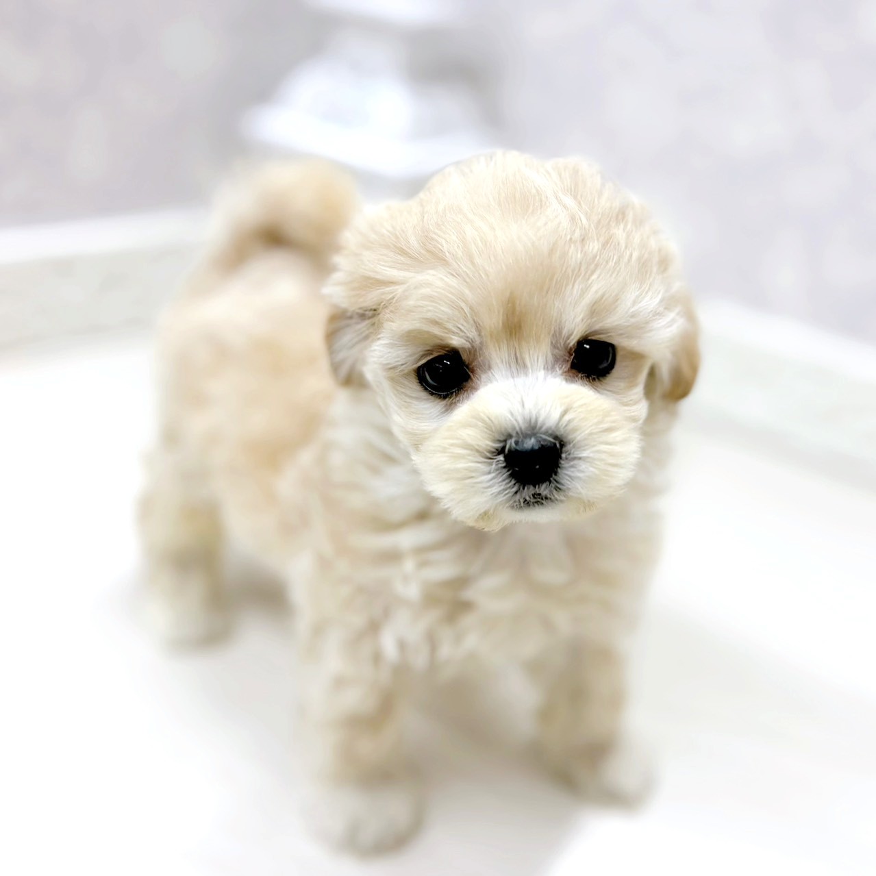 富山県のマルプー(マルチーズ×プードル) (犬の家＆猫の里アミーゴ山室店/2026年1月11日生まれ/女の子/クリームホワイト)の子犬