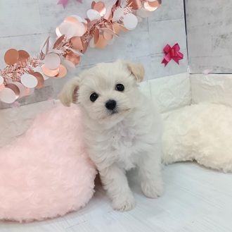 ハーフ犬女の子の写真