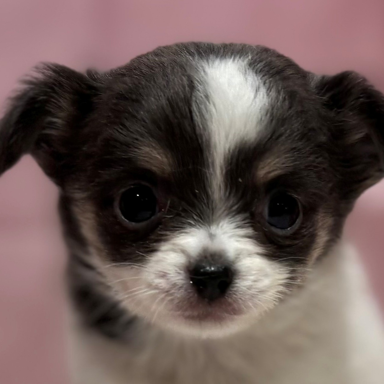 福岡県のチワワ(ロング) (犬の家＆猫の里トリアス久山店/2026年1月12日生まれ/女の子/ホワイトブルー)の子犬の1枚目の画像
