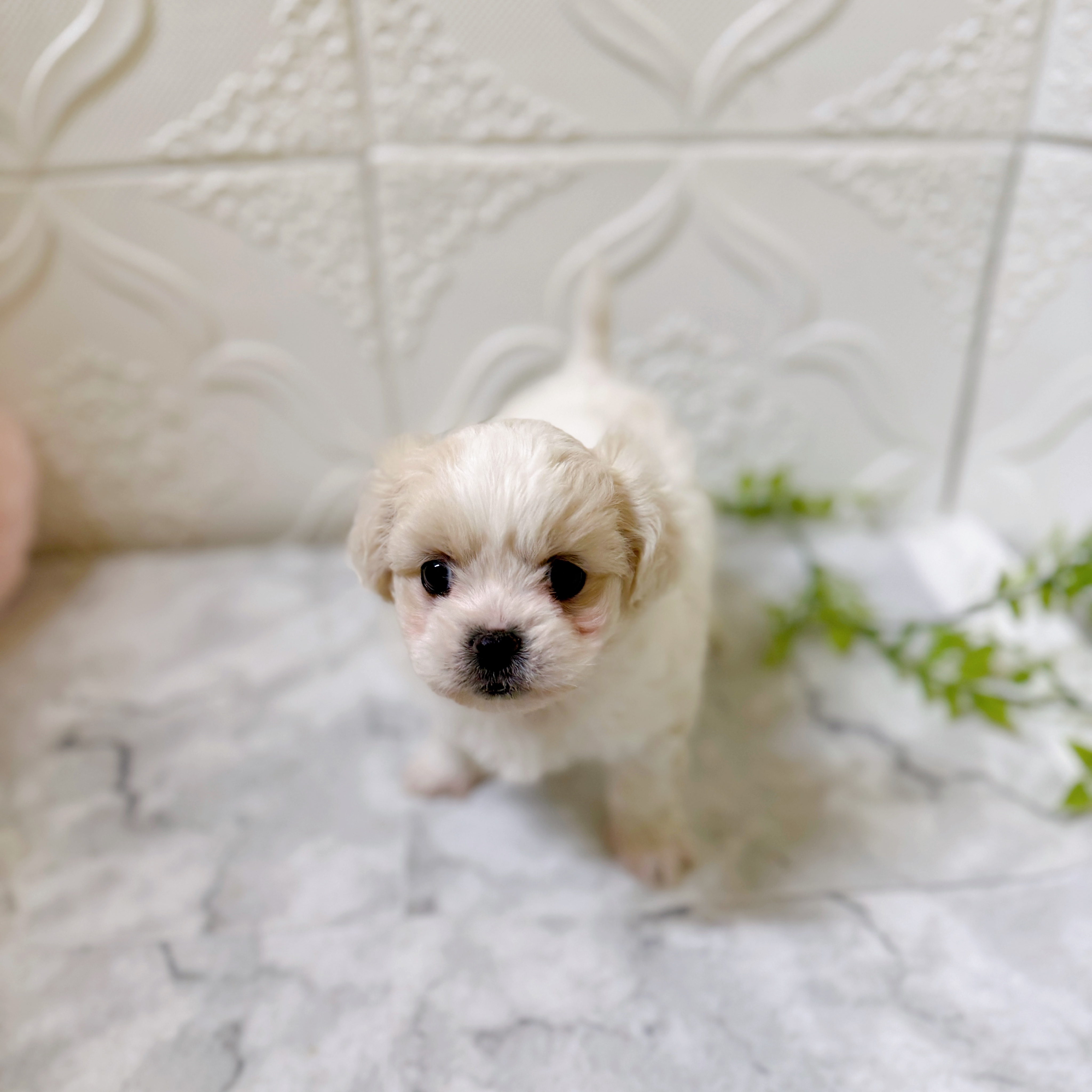 愛知県のハーフ犬・ミックス犬 (犬の家＆猫の里岡崎店/2026年1月10日生まれ/女の子/クリーム)の子犬の1枚目の画像