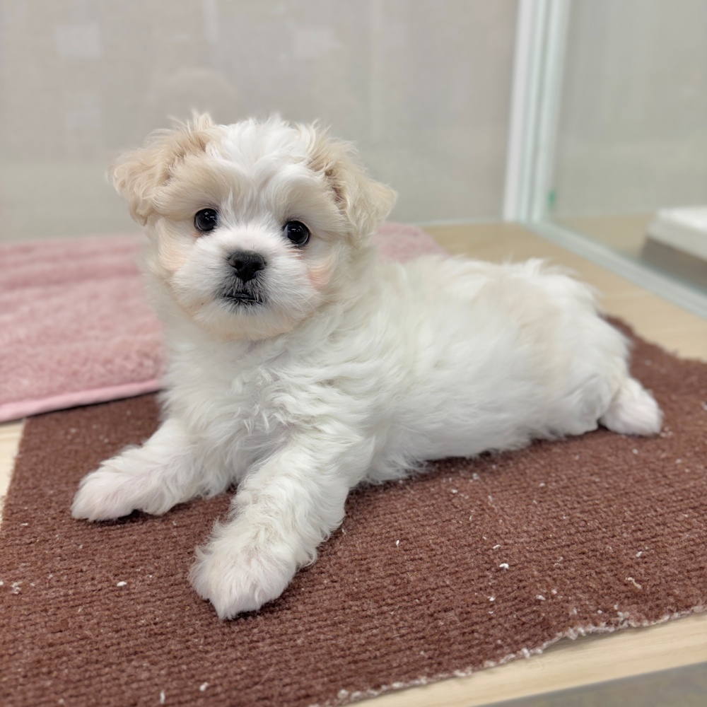 神奈川県のハーフ犬・ミックス犬 (犬の家＆猫の里相模原店/2026年1月10日生まれ/女の子/クリーム)の子犬の2枚目の画像