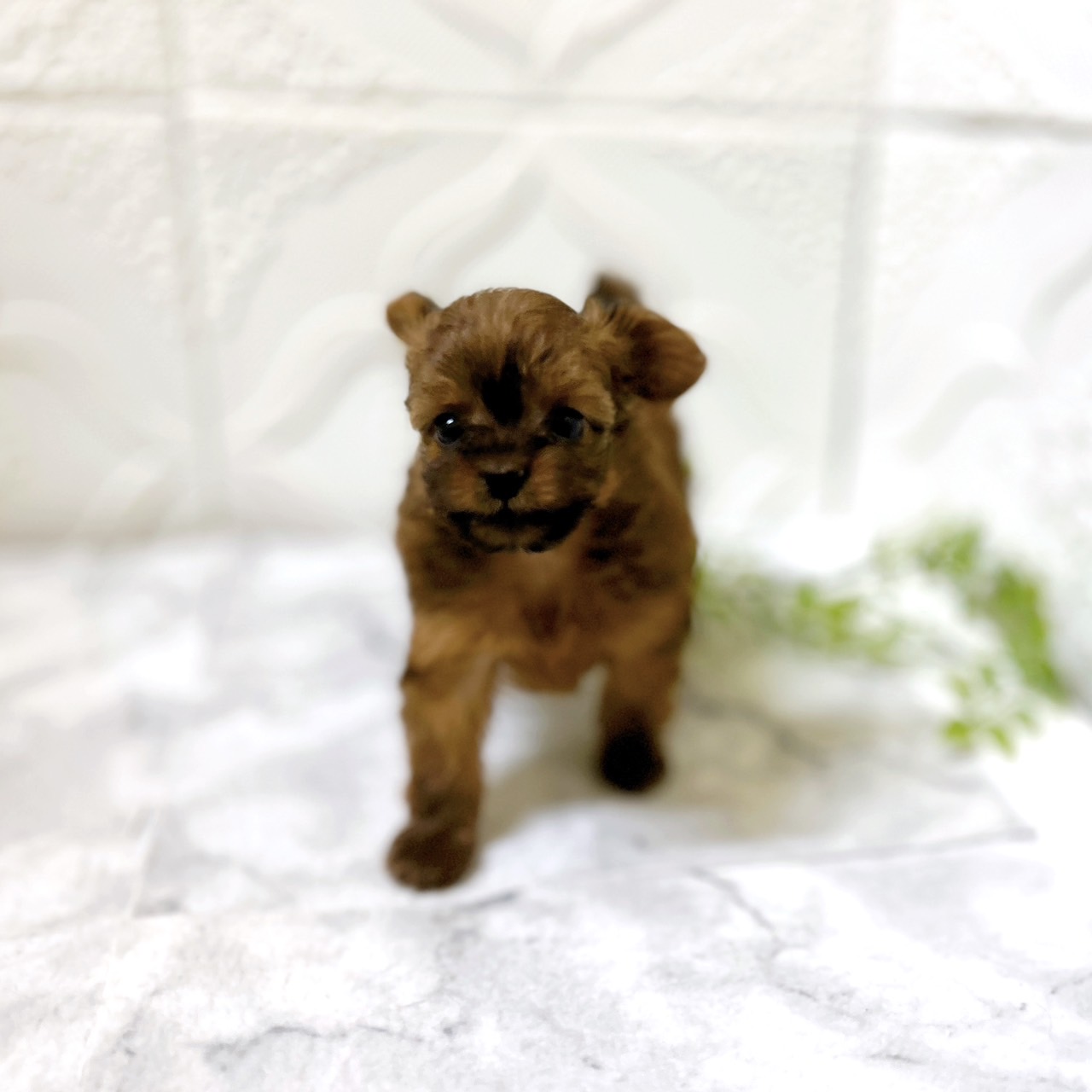 愛知県のチワプー/プーチー(チワワ×プードル) (犬の家＆猫の里岡崎店/2026年1月13日生まれ/女の子/レッド)の子犬の2枚目の画像