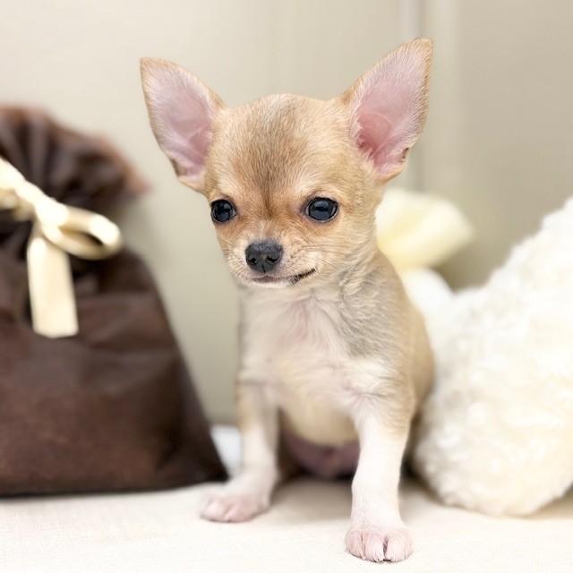 千葉県のチワワ(スムース) (犬の家＆猫の里ワンズモール稲毛店/2026年1月11日生まれ/男の子/フォーンホワイト)の子犬の2枚目の画像
