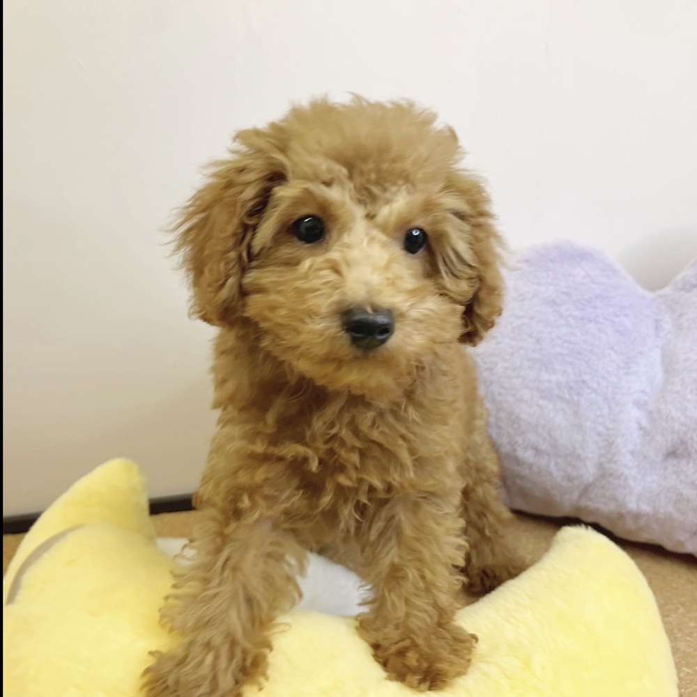 静岡県のトイプードル(トイ) (犬の家＆猫の里マークイズ静岡店/2026年1月12日生まれ/男の子/アプリコット)の子犬の2枚目の画像