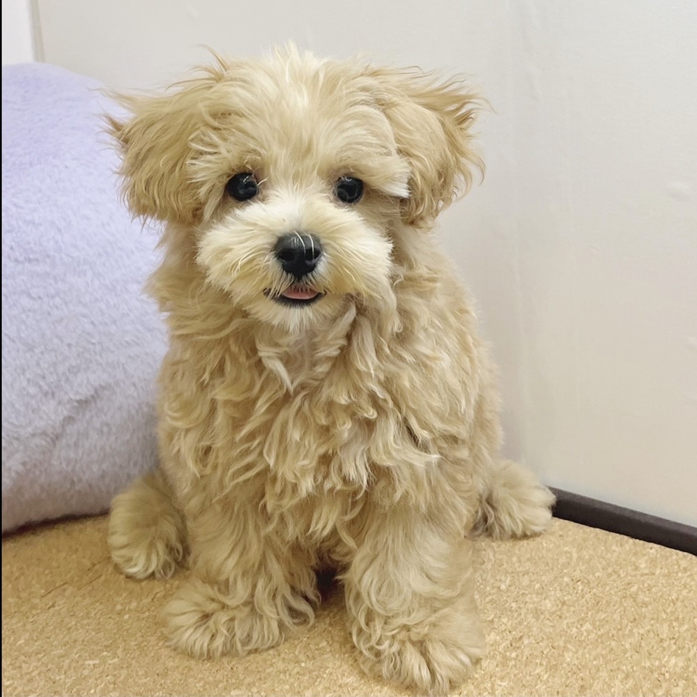 静岡県のマルプー(マルチーズ×プードル) (犬の家＆猫の里マークイズ静岡店/2026年1月6日生まれ/男の子/アプリコット)の子犬の2枚目の画像