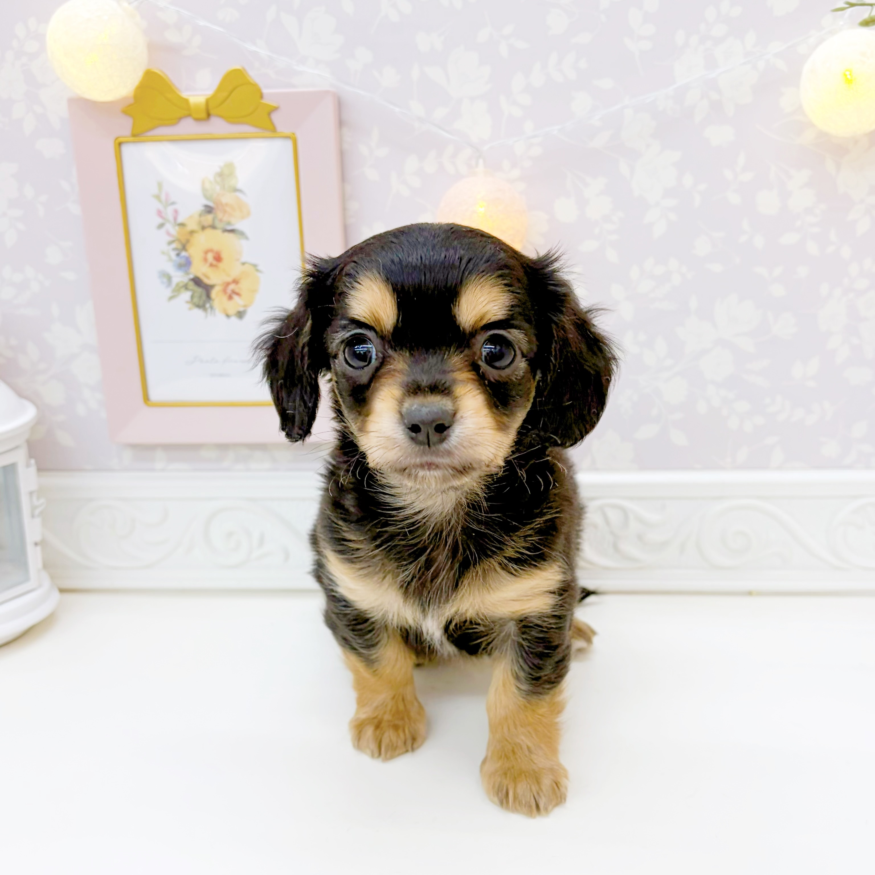 富山県のチワックス(チワワ×ダックス) (犬の家＆猫の里富山店/2026年1月12日生まれ/男の子/ブラックタン)の子犬の2枚目の画像