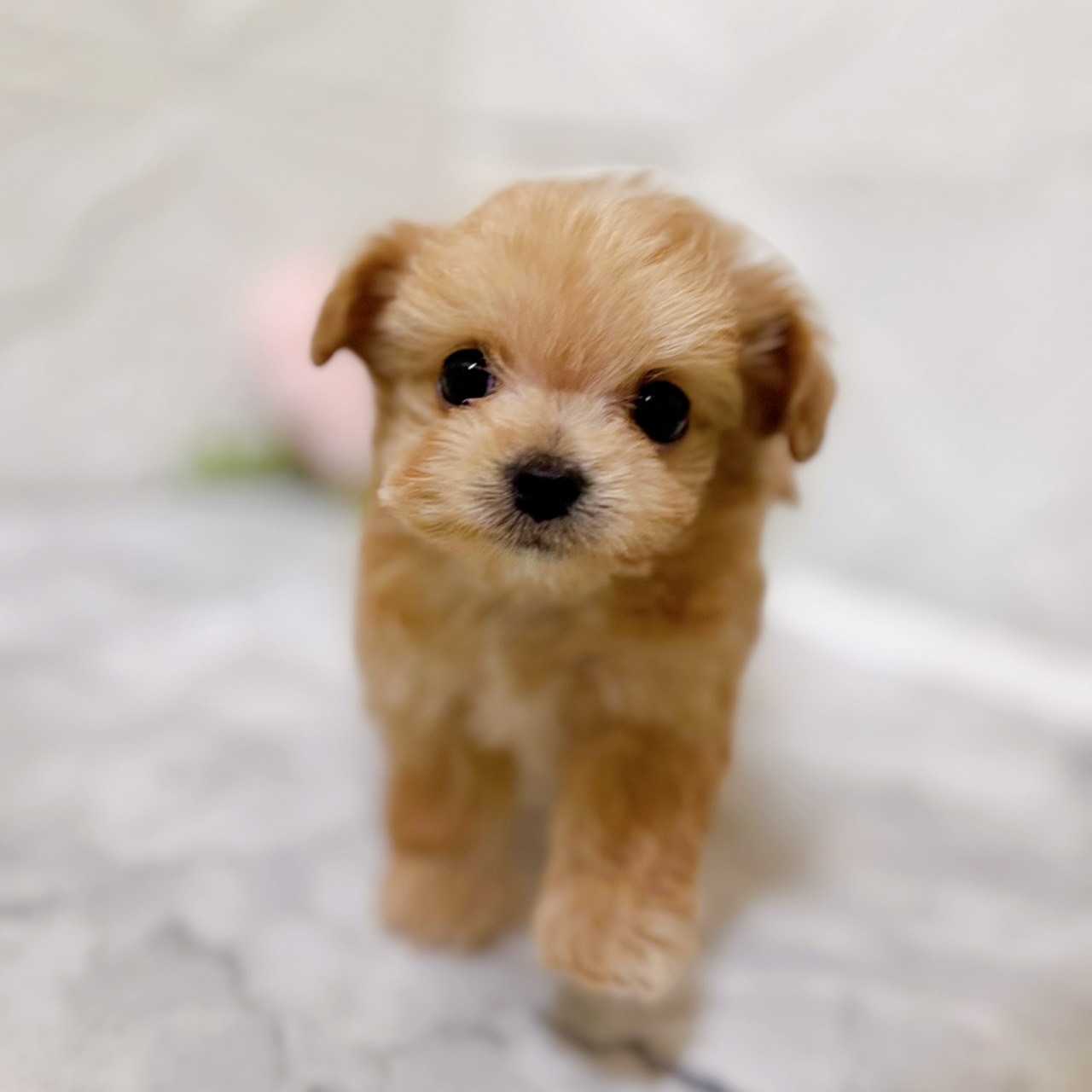 愛知県のチワプー/プーチー(チワワ×プードル) (犬の家＆猫の里岡崎店/2026年1月10日生まれ/女の子/アプリコットホワイト)の子犬の2枚目の画像