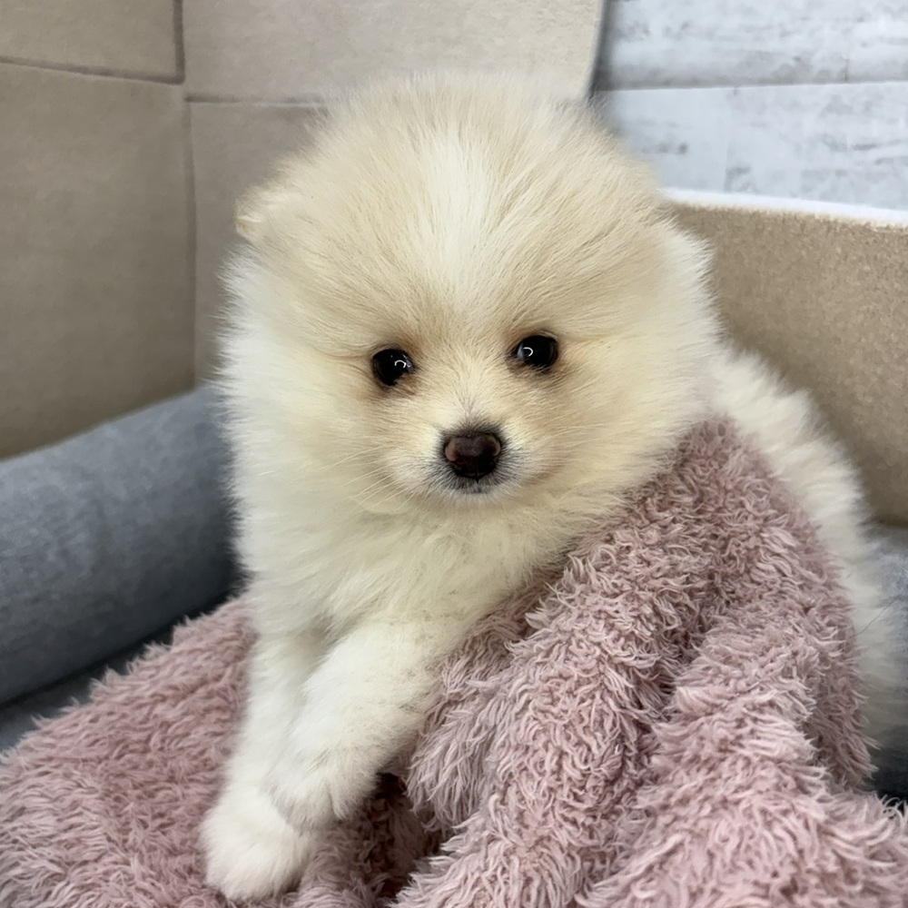 長野県のポメラニアン (犬の家＆猫の里塩尻店/2026年1月12日生まれ/男の子/クリームホワイト)の子犬の2枚目の画像