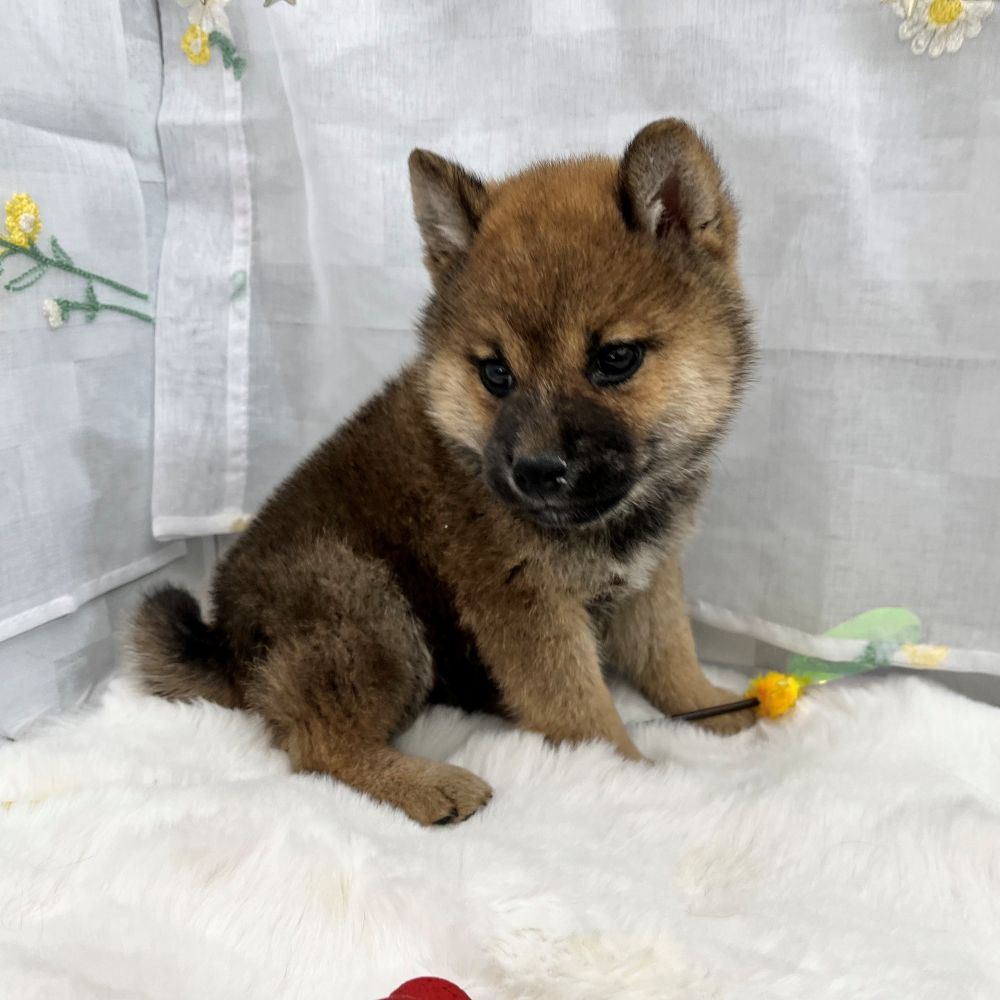 静岡県の柴犬(標準サイズ) (犬の家＆猫の里MEGAドン・キホーテ袋井店/2026年1月12日生まれ/男の子/赤)の子犬の2枚目の画像