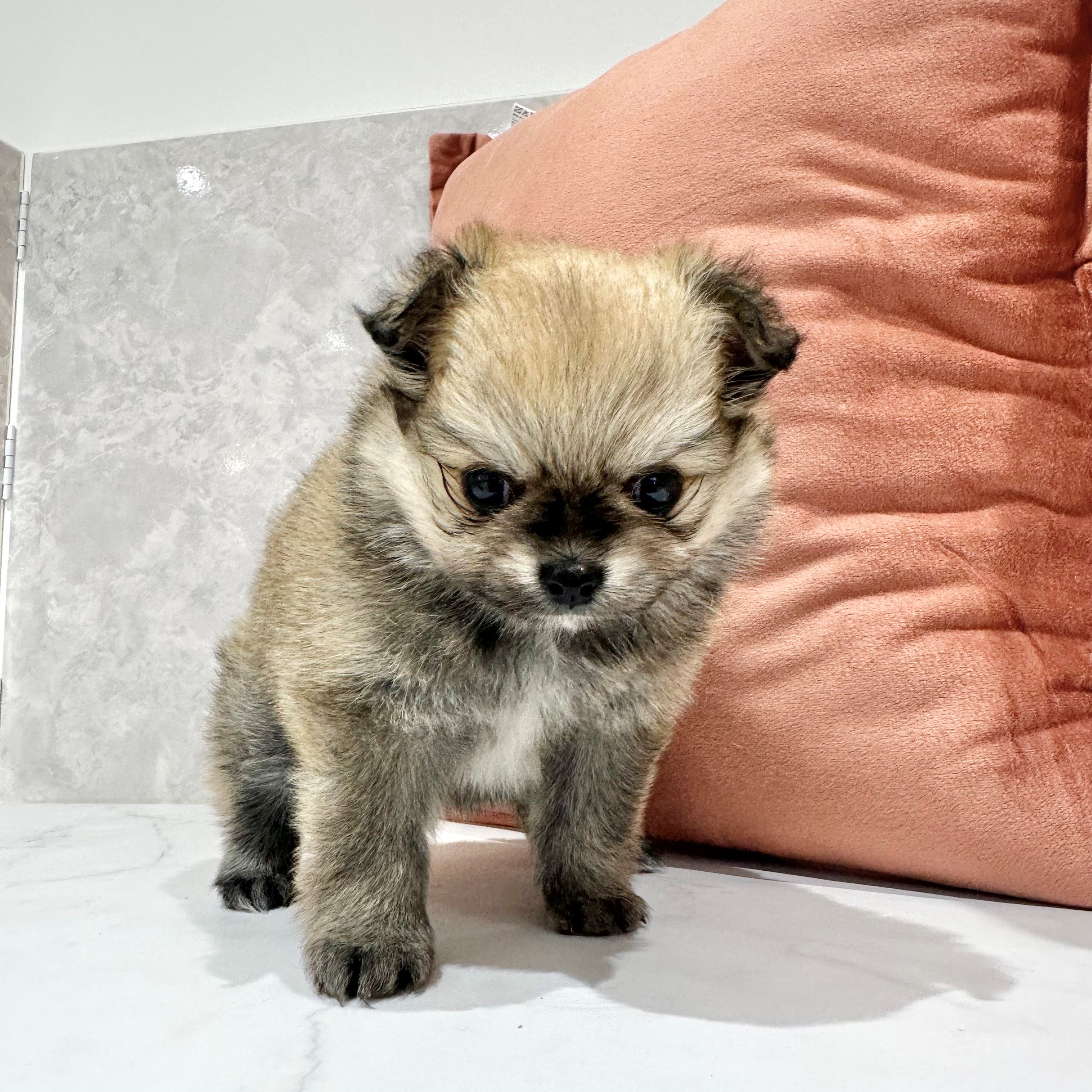 福岡県のポメチワ/チワポメ/ポメチー(ポメラニアン×チワワ) (犬の家＆猫の里くりえいと宗像店/2026年1月13日生まれ/女の子/オレンジセーブル)の子犬の2枚目の画像