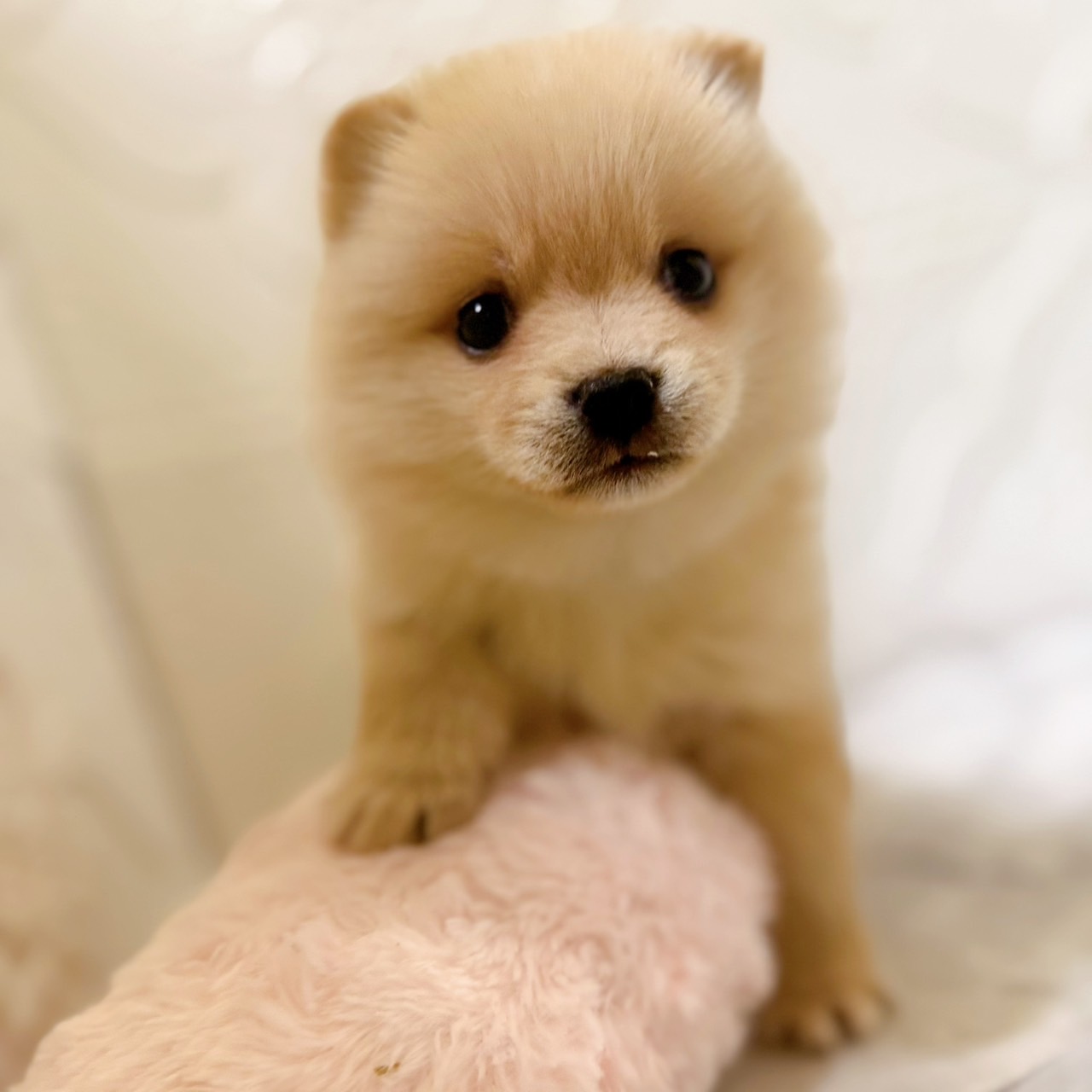 ハーフ犬男の子の写真
