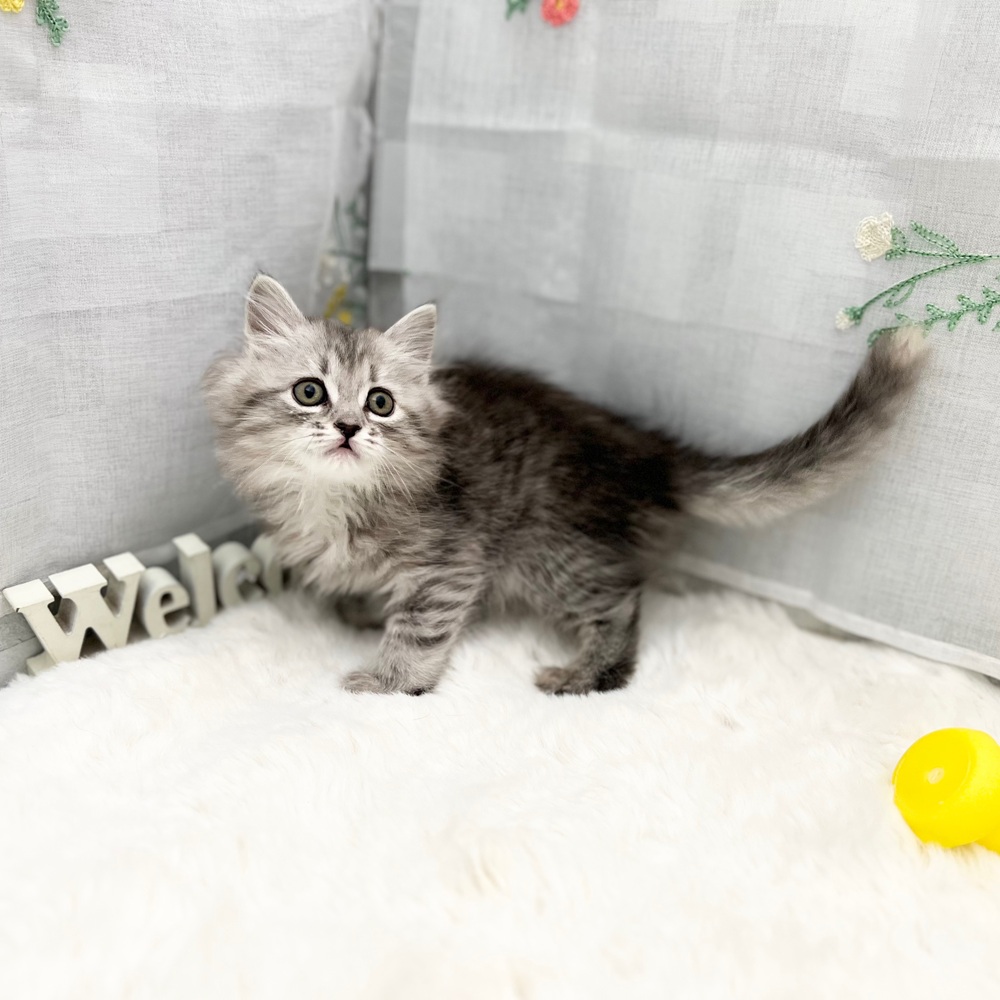 静岡県のサイベリアン (犬の家＆猫の里MEGAドン・キホーテ袋井店/2026年1月12日生まれ/女の子/シルバーパッチドタビー)の子猫の2枚目の画像