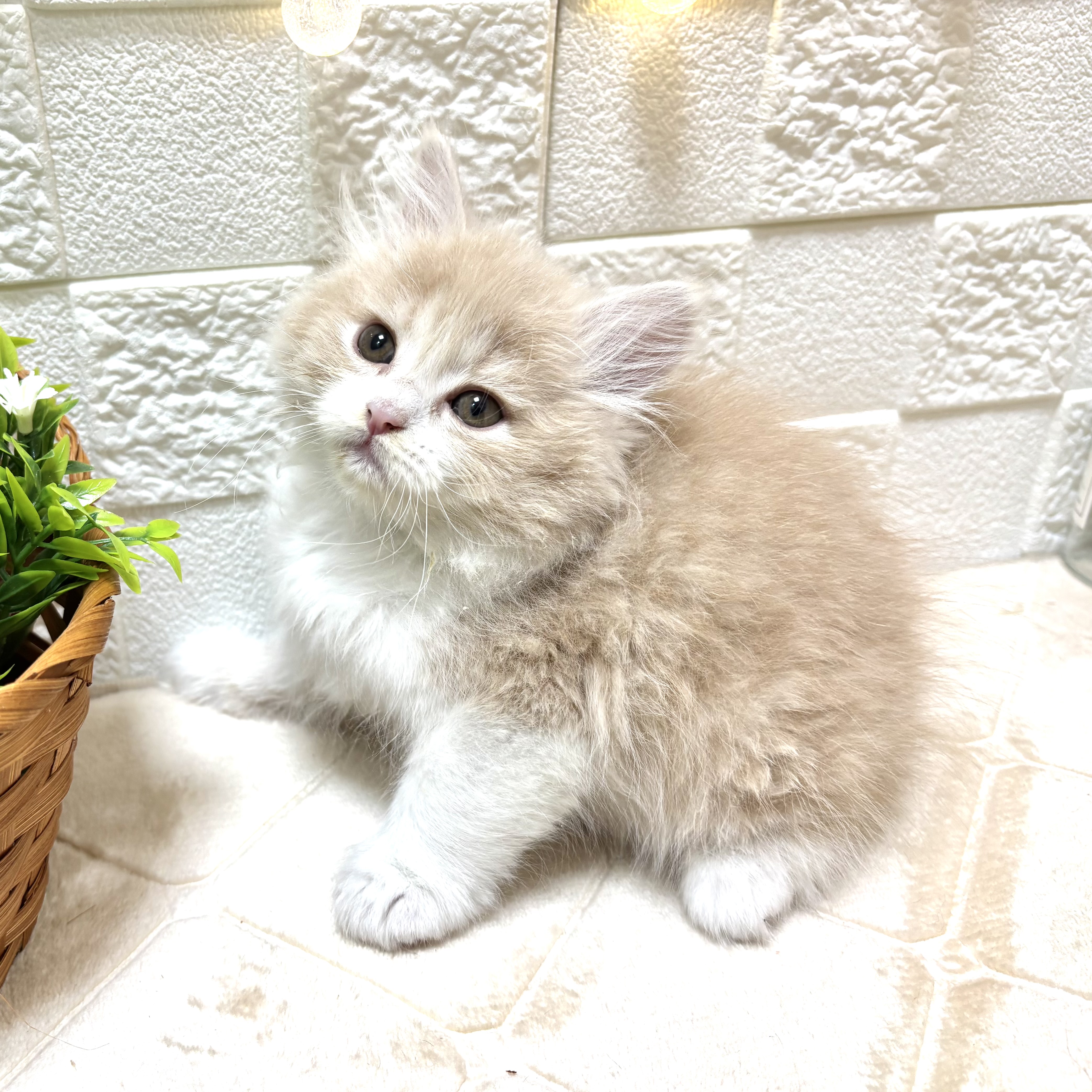東京都のサイベリアン (犬の家＆猫の里ペットフォレスト小平店/2026年1月7日生まれ/女の子/クリームタビーホワイト)の子猫の1枚目の画像