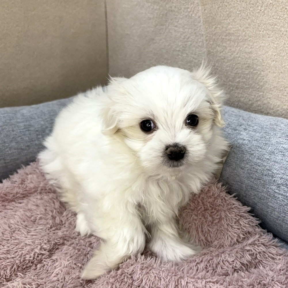 長野県のマルチーズ (犬の家＆猫の里塩尻店/2026年1月13日生まれ/男の子/ホワイト)の子犬の2枚目の画像