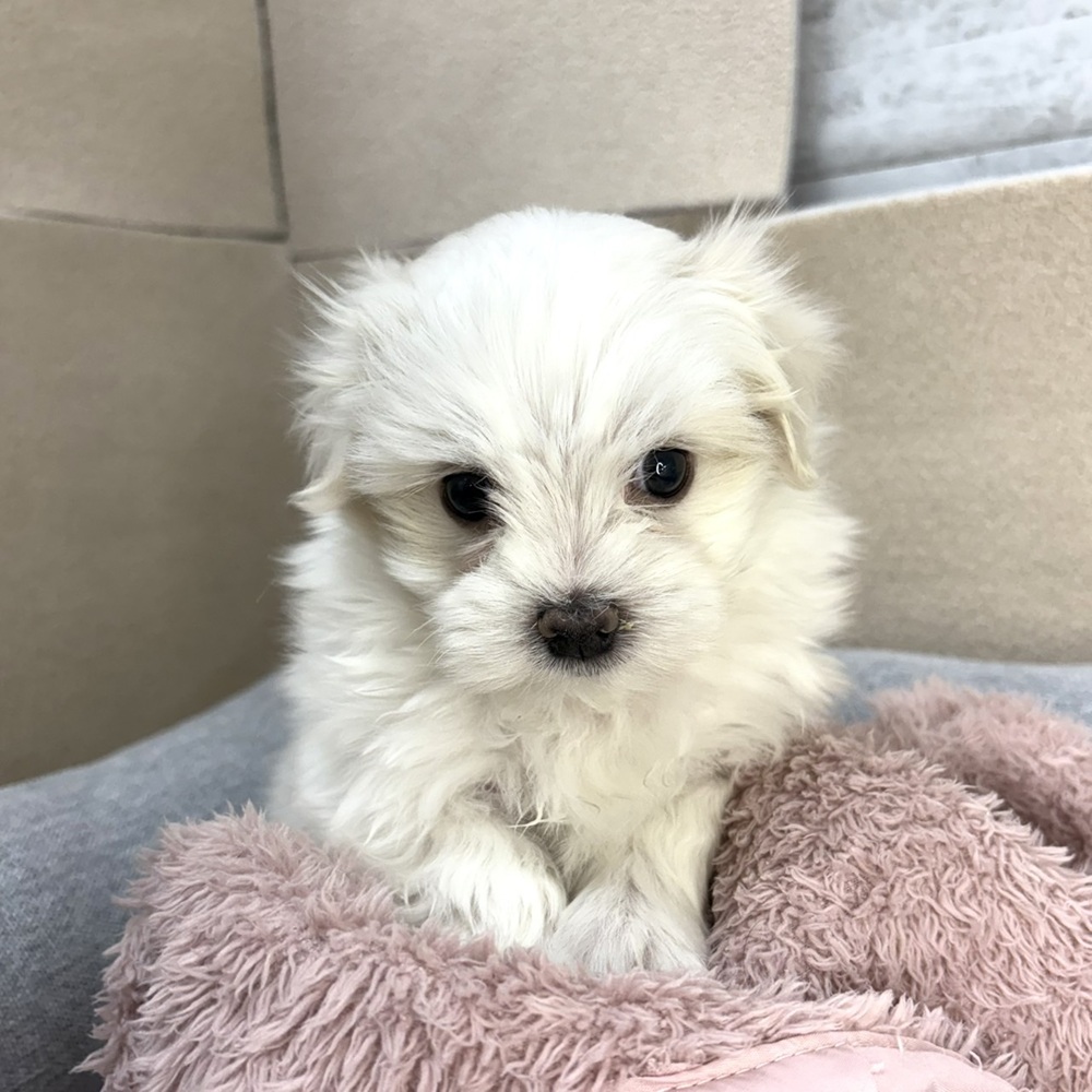 長野県のマルチーズ (犬の家＆猫の里長野店/2026年1月13日生まれ/男の子/ホワイト)の子犬の2枚目の画像