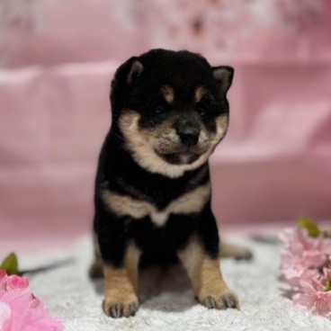 福岡県の豆柴 (犬の家＆猫の里トリアス久山店/2026年1月11日生まれ/女の子/黒)の子犬の2枚目の画像