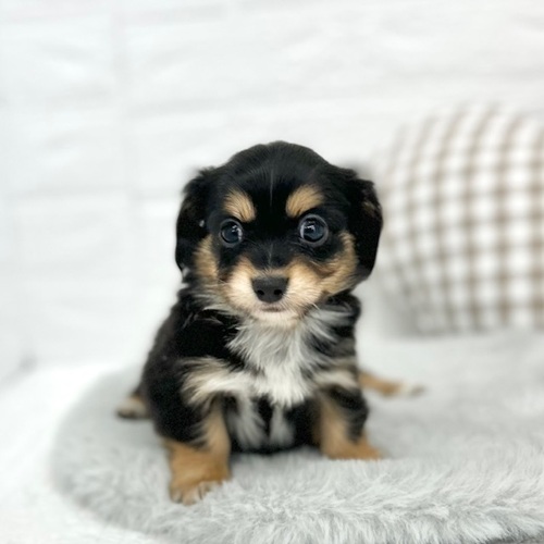 ハーフ犬男の子の写真