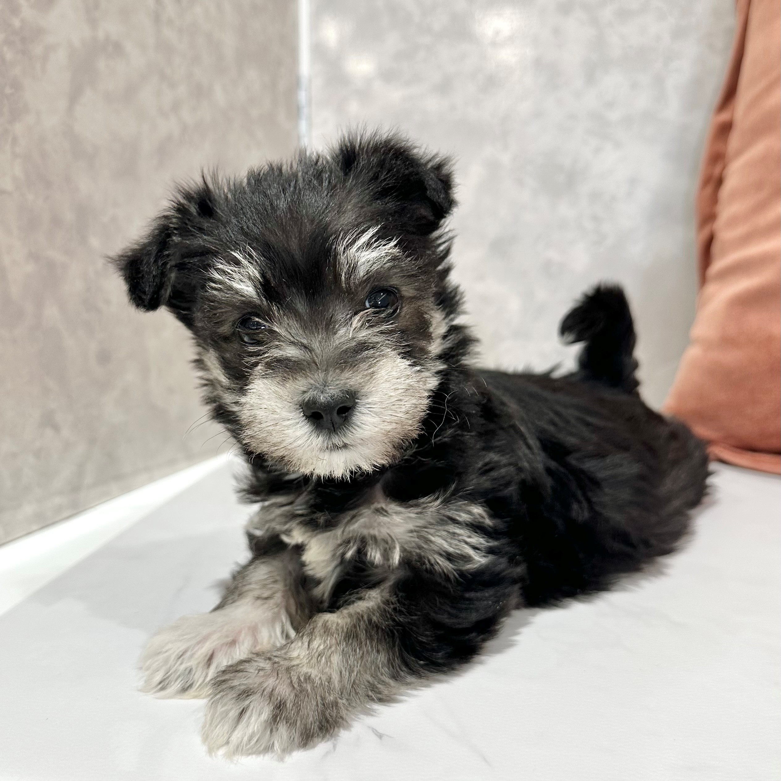 福岡県のシュナマル/マルシュナ(シュナウザー×マルチーズ) (犬の家＆猫の里くりえいと宗像店/2026年1月11日生まれ/女の子/ブラックシルバー)の子犬の2枚目の画像