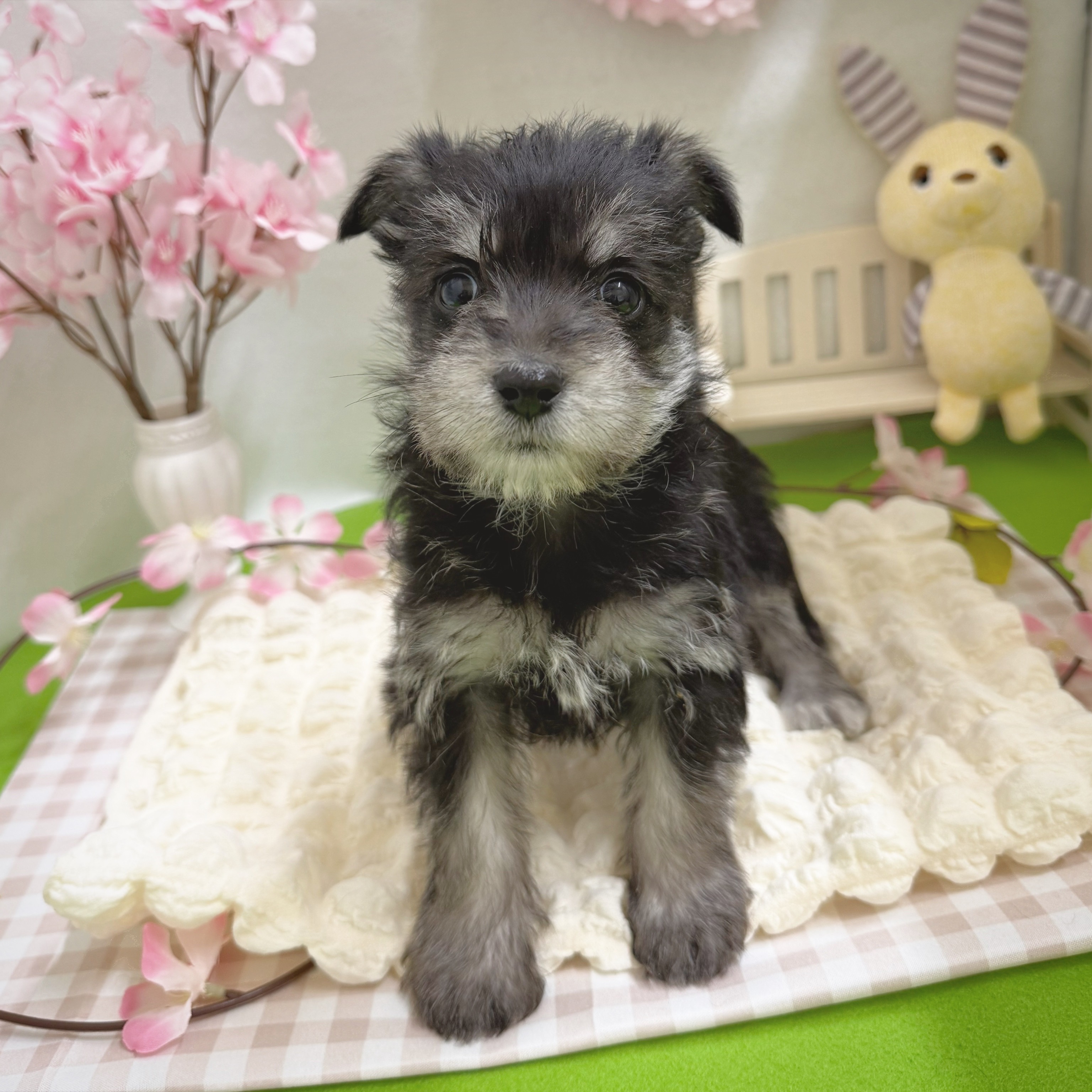 静岡県のシュナマル/マルシュナ(シュナウザー×マルチーズ) (犬の家＆猫の里藤枝店/2026年1月11日生まれ/女の子/ブラックシルバー)の子犬の2枚目の画像