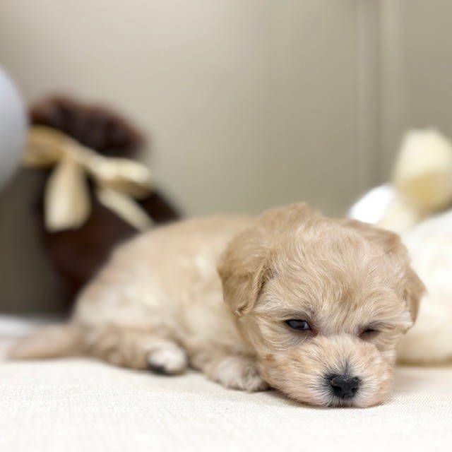 千葉県のマルプー(マルチーズ×プードル) (犬の家＆猫の里ワンズモール稲毛店/2026年1月10日生まれ/女の子/アプリコット)の子犬の2枚目の画像