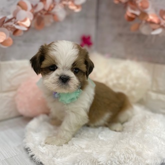 静岡県のシーズー (犬の家＆猫の里プレ葉ウォーク浜北店/2026年1月13日生まれ/女の子/ホワイトゴールド)の子犬の2枚目の画像
