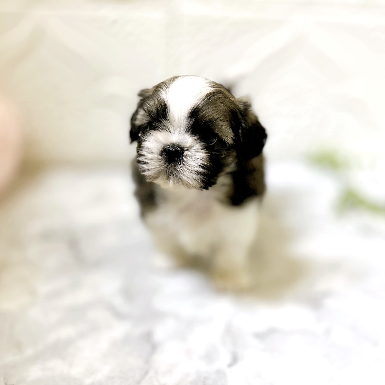 愛知県のシーズー (犬の家＆猫の里岡崎店/2026年1月13日生まれ/男の子/ホワイトゴールド)の子犬の2枚目の画像