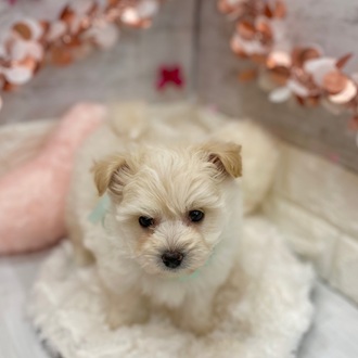 静岡県のポメビション(ポメラニアン×ビションフリーゼ) (犬の家＆猫の里アミーゴ浜松和田店/2026年1月10日生まれ/男の子/クリーム)の子犬の2枚目の画像