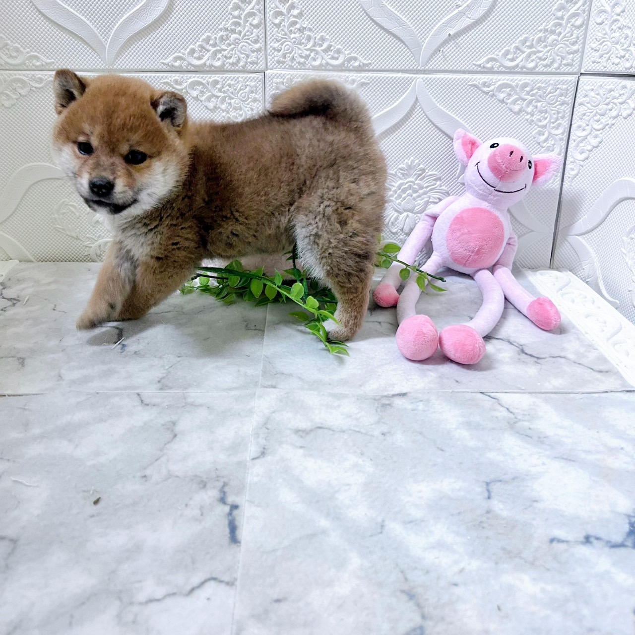 愛知県の柴犬(標準サイズ) (犬の家＆猫の里岡崎店/2026年1月8日生まれ/女の子/赤)の子犬の2枚目の画像