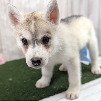 神奈川県のシベリアンハスキー (犬の家＆猫の里小田原店/2026年1月12日生まれ/女の子/シルバーホワイト)の子犬の2枚目の画像