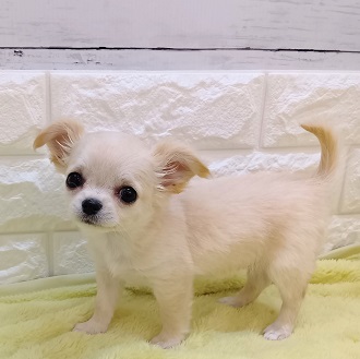 静岡県のチワワ(ロング) (犬の家＆猫の里アミーゴ浜松和田店/2026年1月11日生まれ/女の子/クリーム)の子犬の2枚目の画像