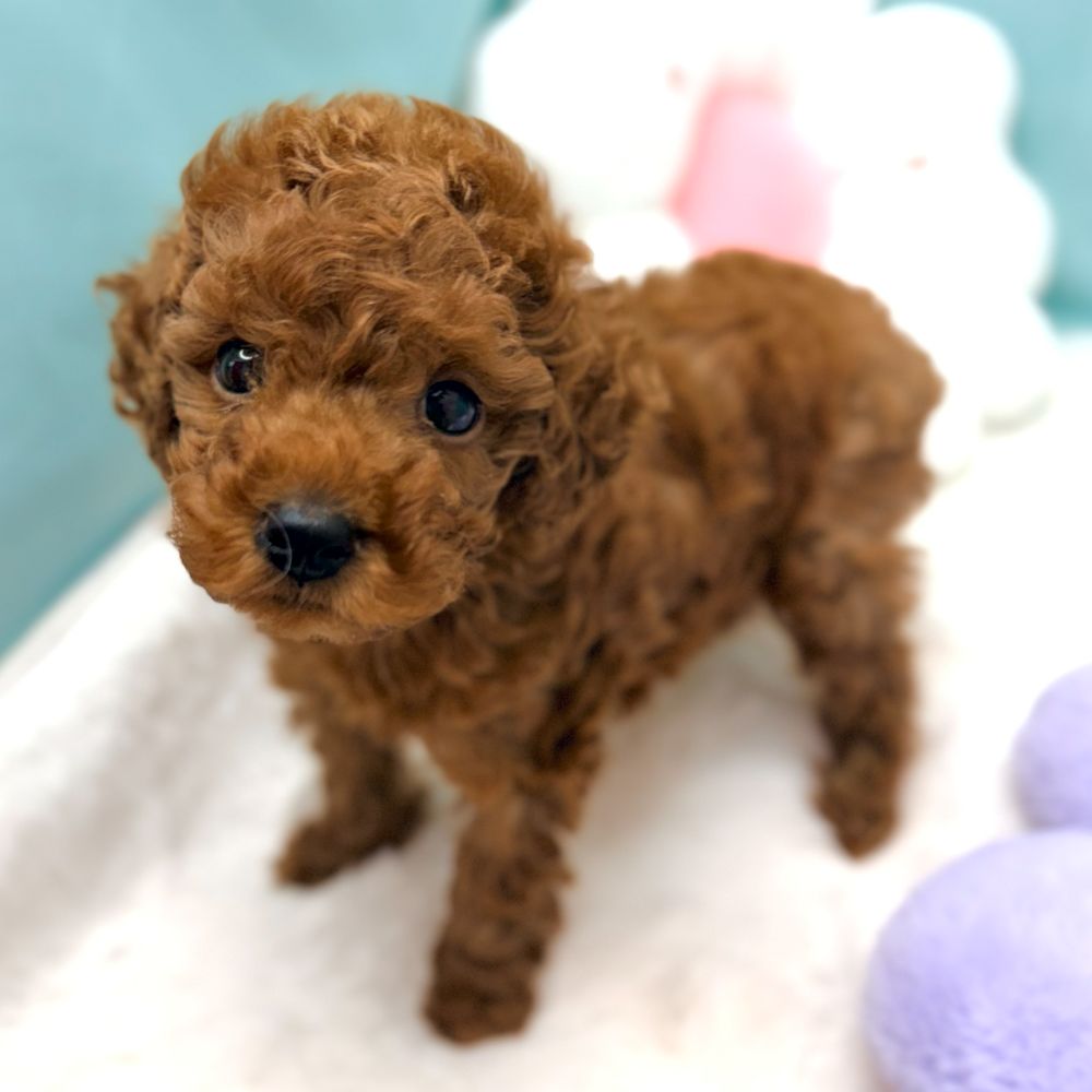 愛知県のトイプードル(トイ) (犬の家＆猫の里愛知刈谷店/2026年1月13日生まれ/男の子/レッドフォーン)の子犬の2枚目の画像