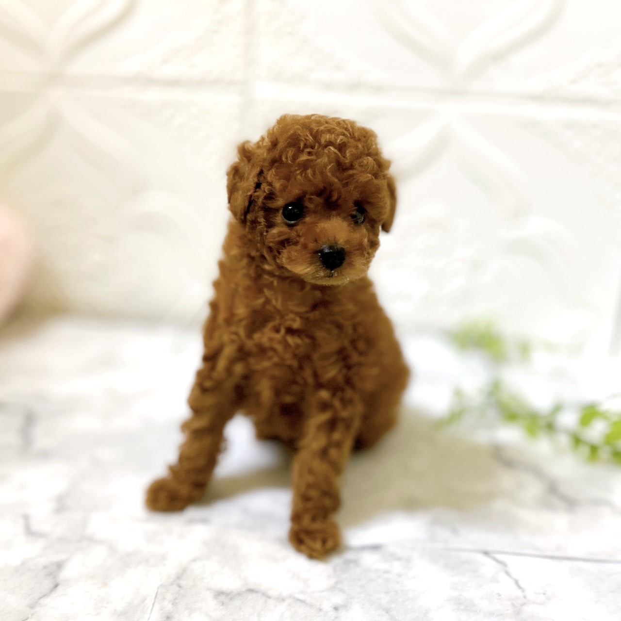 愛知県のトイプードル(トイ) (犬の家＆猫の里岡崎店/2026年1月13日生まれ/男の子/レッドフォーン)の子犬の2枚目の画像