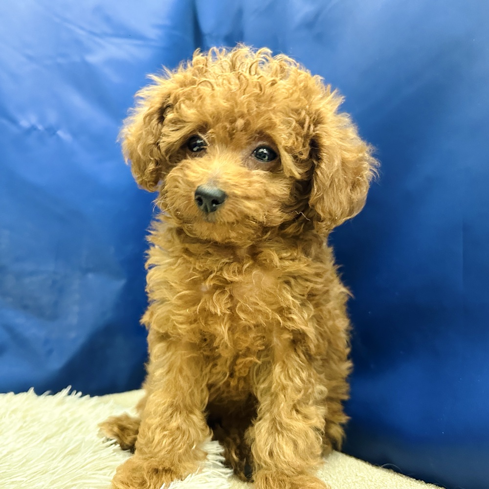 岐阜県のトイプードル(トイ) (犬の家＆猫の里中津川店/2025年12月30日生まれ/女の子/レッド)の子犬の1枚目の画像