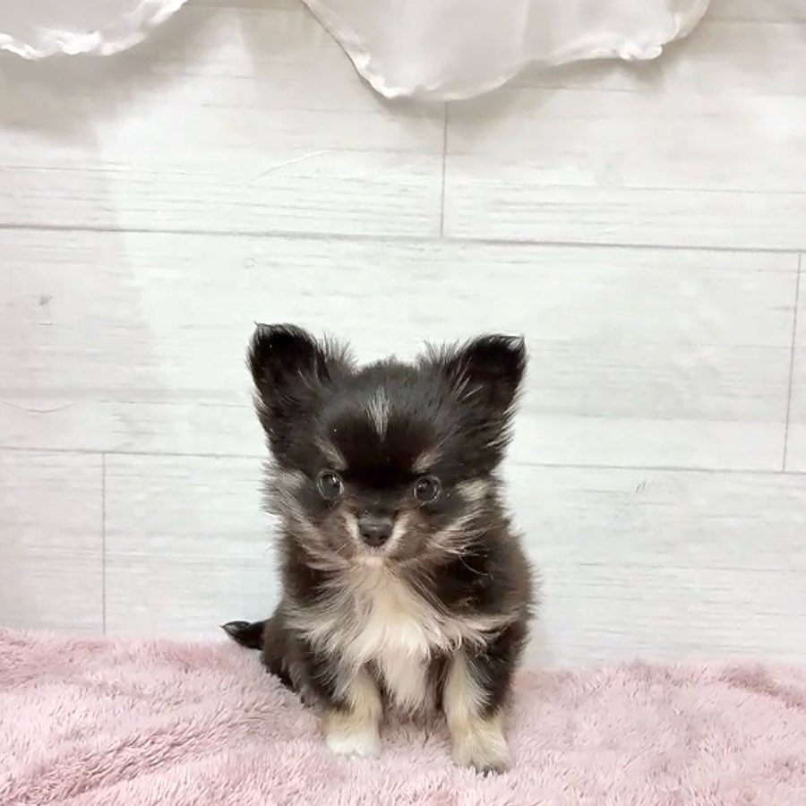 愛知県のチワワ(ロング) (犬の家＆猫の里碧南店/2026年1月12日生まれ/男の子/ブラックタンホワイト)の子犬の2枚目の画像