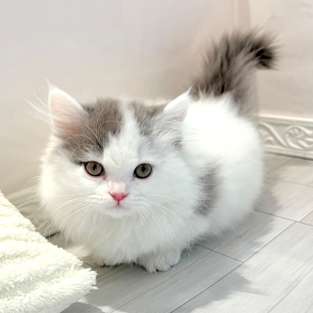 愛知県のミヌエット (犬の家＆猫の里春日井本店/2025年12月25日生まれ/女の子/ブルータビーホワイトバン)の子猫の2枚目の画像