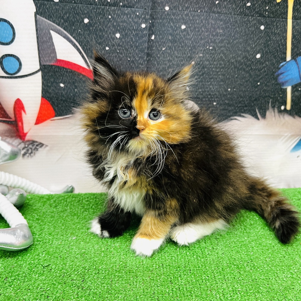 愛知県のサイベリアン (犬の家＆猫の里名古屋天白店/2026年1月13日生まれ/女の子/ブラウンパッチドタビーホワイト)の子猫の2枚目の画像