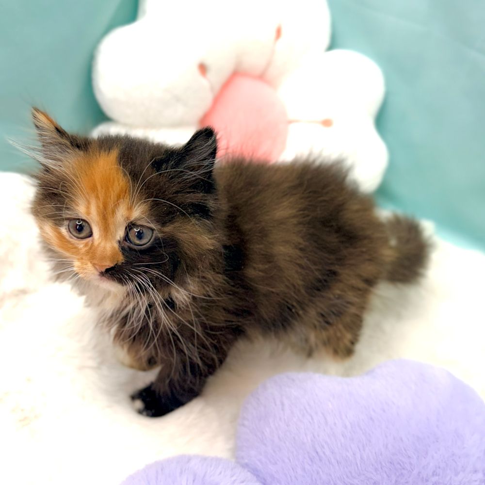 愛知県のサイベリアン (犬の家＆猫の里愛知刈谷店/2026年1月13日生まれ/女の子/ブラウンパッチドタビーホワイト)の子猫の2枚目の画像