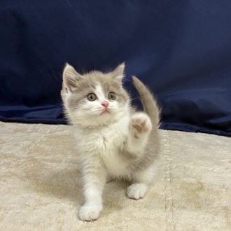 愛知県のブリティッシュショートヘアー (犬の家＆猫の里一宮店/2026年1月12日生まれ/男の子/ライラックホワイト)の子猫の2枚目の画像