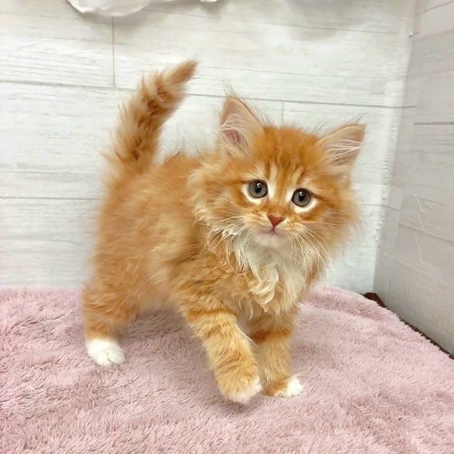 愛知県のサイベリアン (犬の家＆猫の里碧南店/2025年12月29日生まれ/男の子/レッドタビーホワイト)の子猫の2枚目の画像