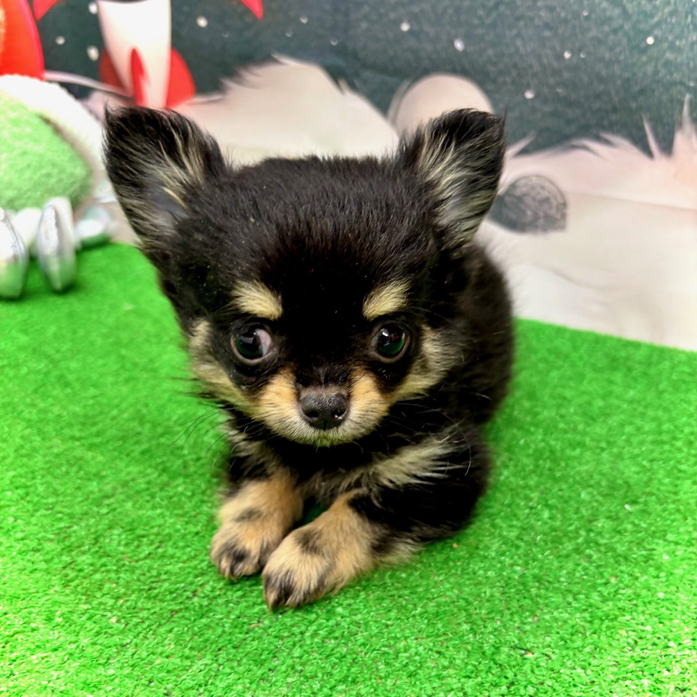 愛知県のチワワ(ロング) (犬の家＆猫の里名古屋天白店/2026年1月11日生まれ/男の子/ブラックタン)の子犬の2枚目の画像