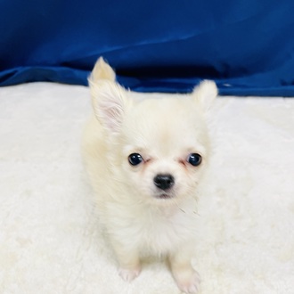 愛知県のチワワ(ロング) (犬の家＆猫の里一宮店/2026年1月11日生まれ/女の子/クリームホワイト)の子犬の1枚目の画像