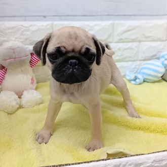 静岡県のパグ (犬の家＆猫の里アミーゴ浜松和田店/2026年1月13日生まれ/男の子/フォーン)の子犬の2枚目の画像