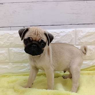 静岡県のパグ (犬の家＆猫の里アミーゴ浜松和田店/2026年1月13日生まれ/男の子/フォーン)の子犬の2枚目の画像