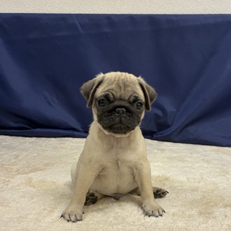 愛知県のパグ (犬の家＆猫の里一宮店/2026年1月13日生まれ/男の子/フォーン)の子犬の2枚目の画像