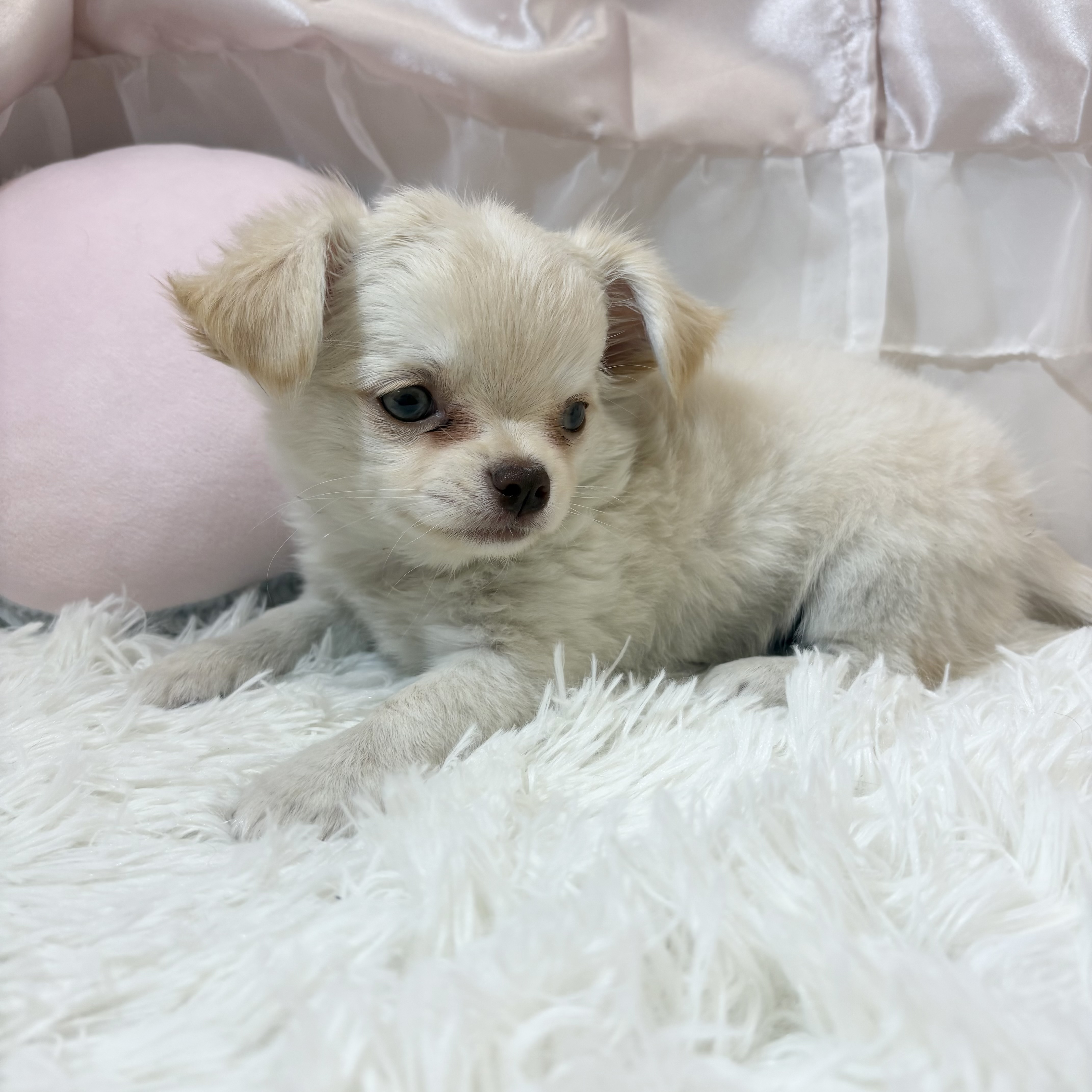 兵庫県のチワワ(ロング) (犬の家＆猫の里カナート西神戸店/2026年1月13日生まれ/女の子/クリームホワイト)の子犬の2枚目の画像