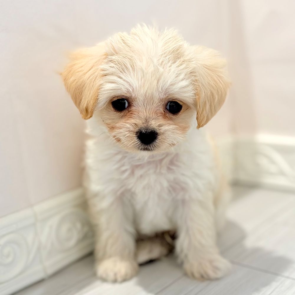 愛知県のチワプー/プーチー(チワワ×プードル) (犬の家＆猫の里春日井本店/2026年1月14日生まれ/男の子/クリーム)の子犬の2枚目の画像