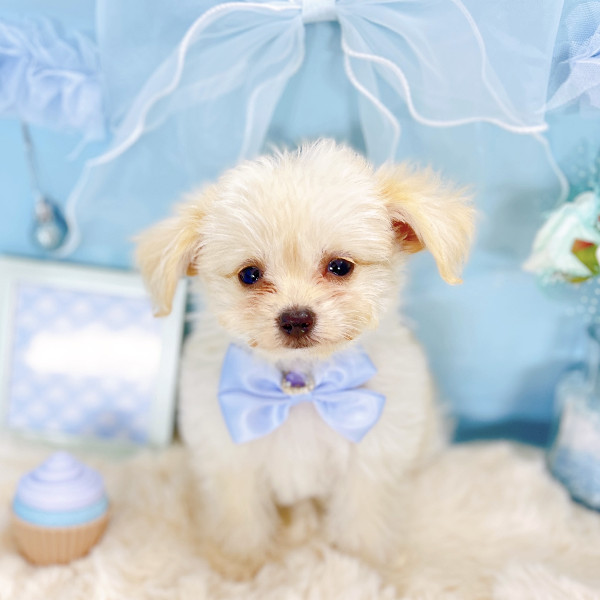 福井県のチワプー/プーチー(チワワ×プードル) (犬の家＆猫の里アミーゴ福井大和田店/2026年1月14日生まれ/男の子/クリーム)の子犬の2枚目の画像
