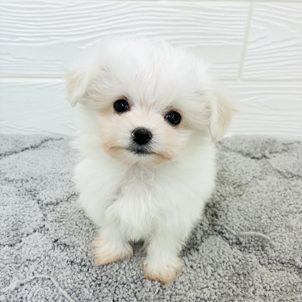 ハーフ犬女の子の写真